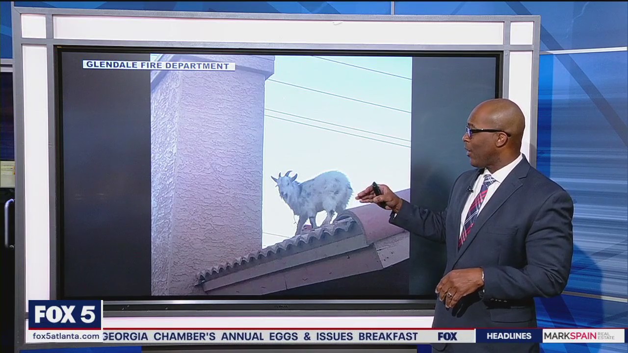 Firefighters rescue goat stuck on roof