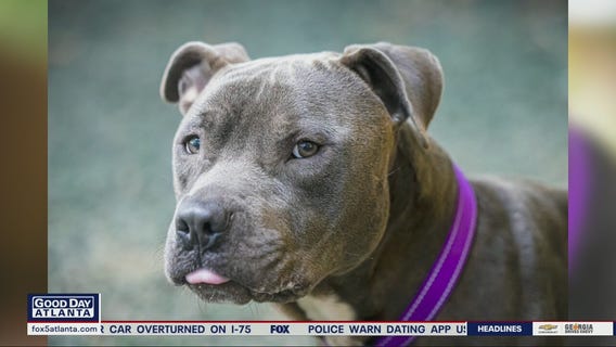 Pet of the Day with PawsAtlanta