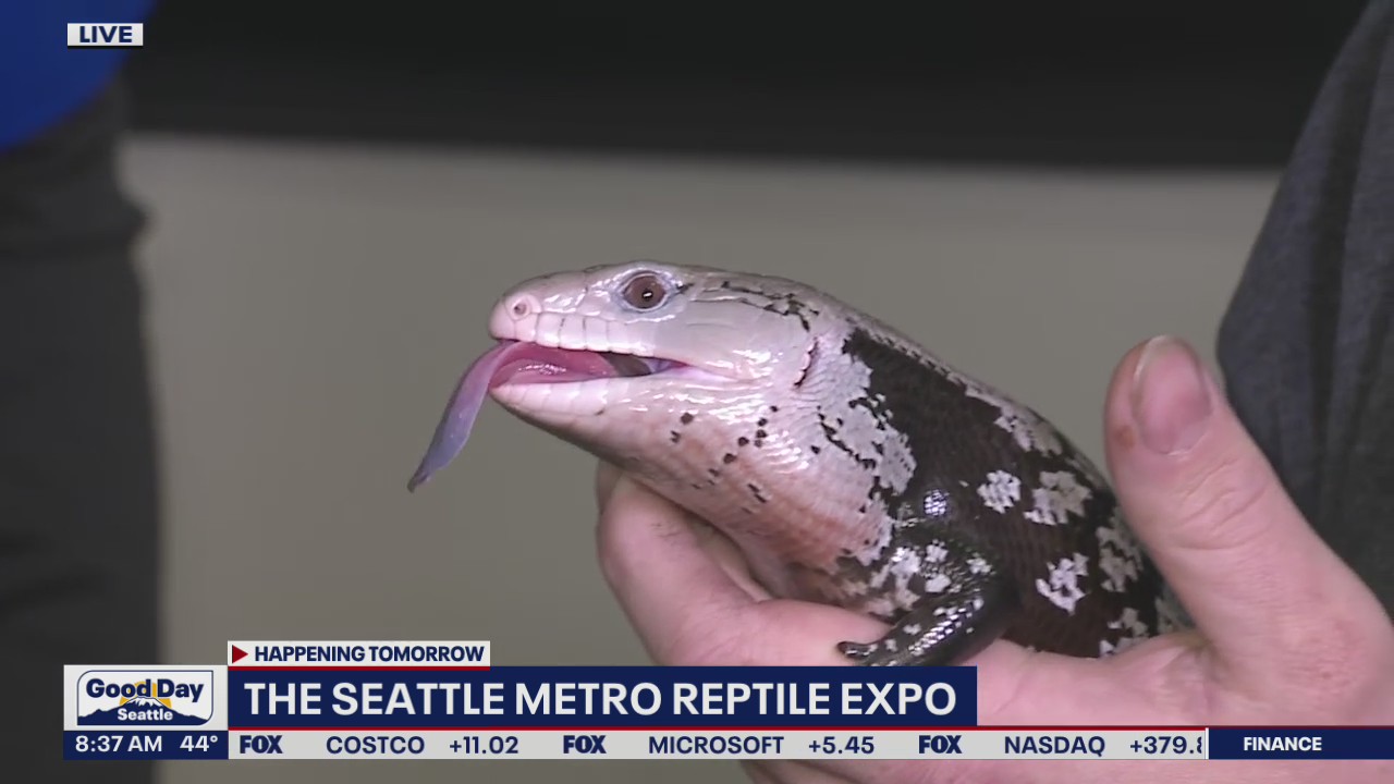 The Seattle Metro Reptile Expo returns this weekend (part 2)