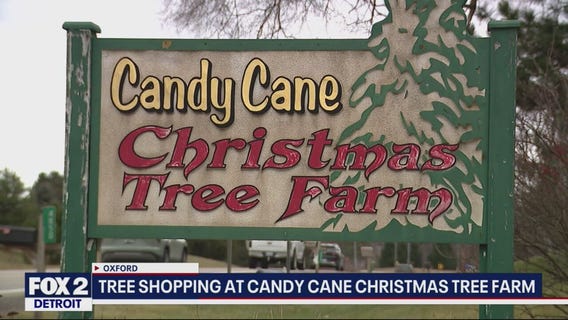 Christmas spirit is in the air at Candy Cane tree farm