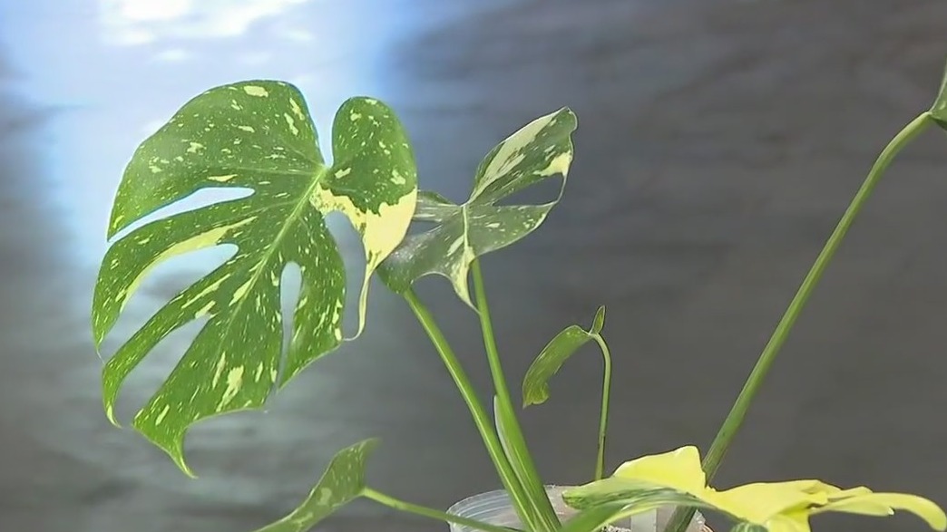 Atlanta events connect people and plants