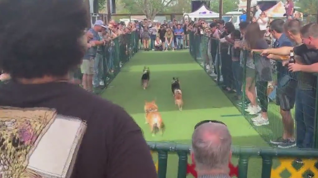 Corgi Racing Saturday at Kirby Ice House