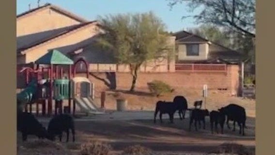 Rouge cows seen in north Phoenix