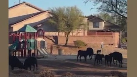 Rouge cows seen in north Phoenix