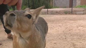 Patagonian cavies at Wildlife World Zoo