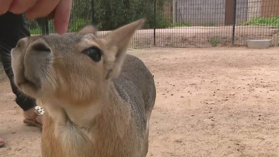 Patagonian cavies at Wildlife World Zoo