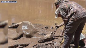 Horses rescued from mud pit in Navajo County