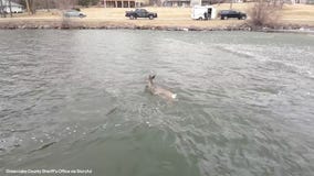 Police rescue deer that fell through ice