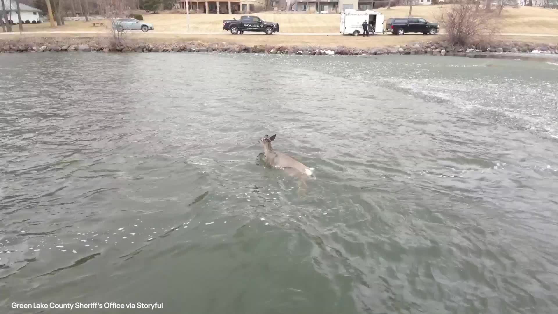 Police rescue deer that fell through ice