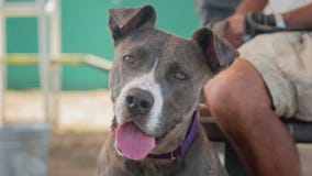 Pet of the Week: Peach