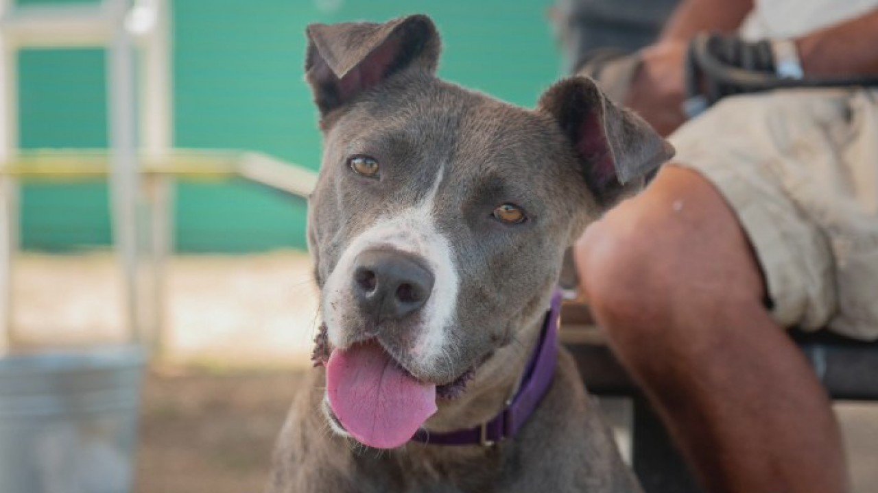 Pet of the Week: Peach