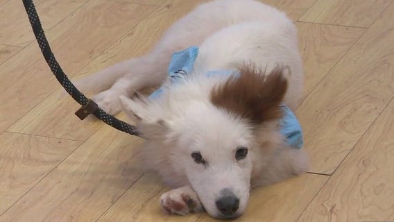 Adopt-A-Pet: Meet Anakin