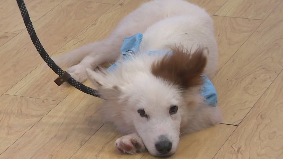 Adopt-A-Pet: Meet Anakin