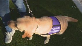 Charley's World | Dogs Inc helps transform lives