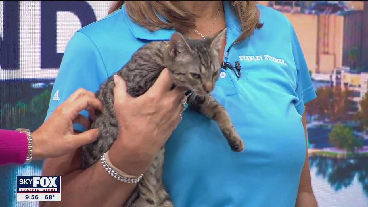 Adopt A Pet: Meet Diamond