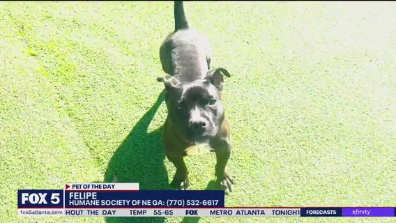 Pet of the Day from the Humane Society of Northeast Georgia