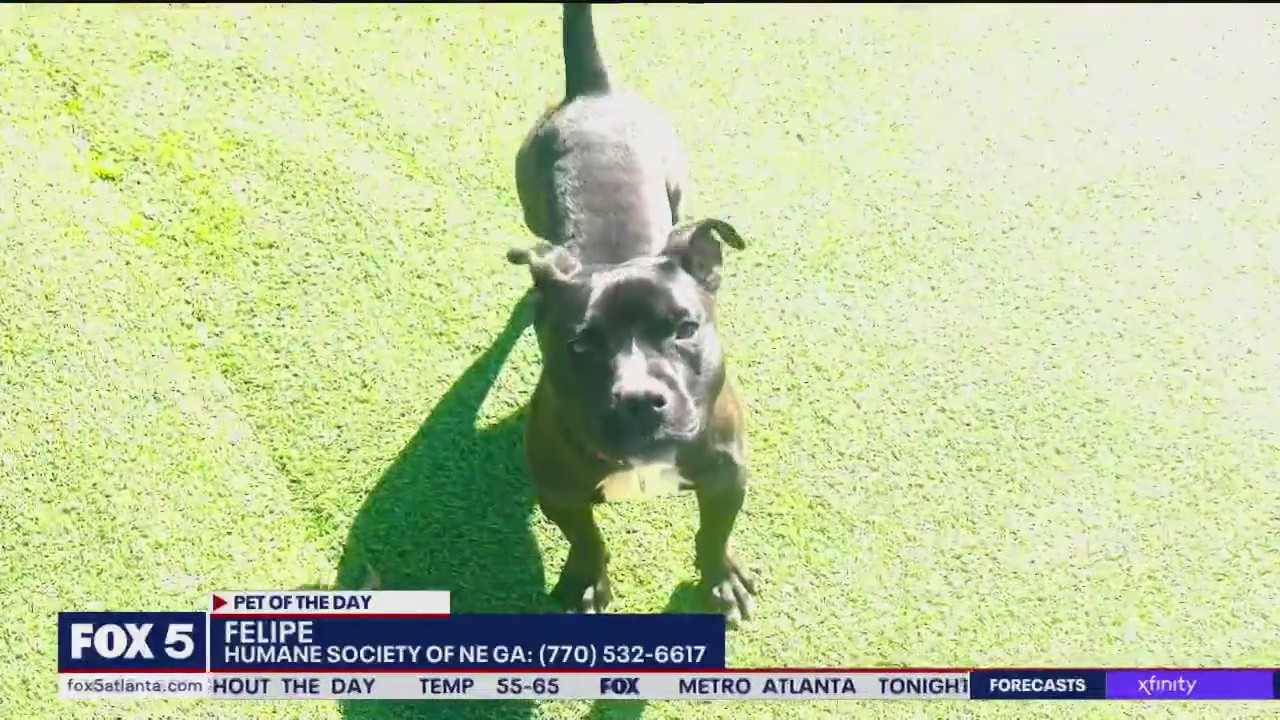 Pet of the Day from the Humane Society of Northeast Georgia