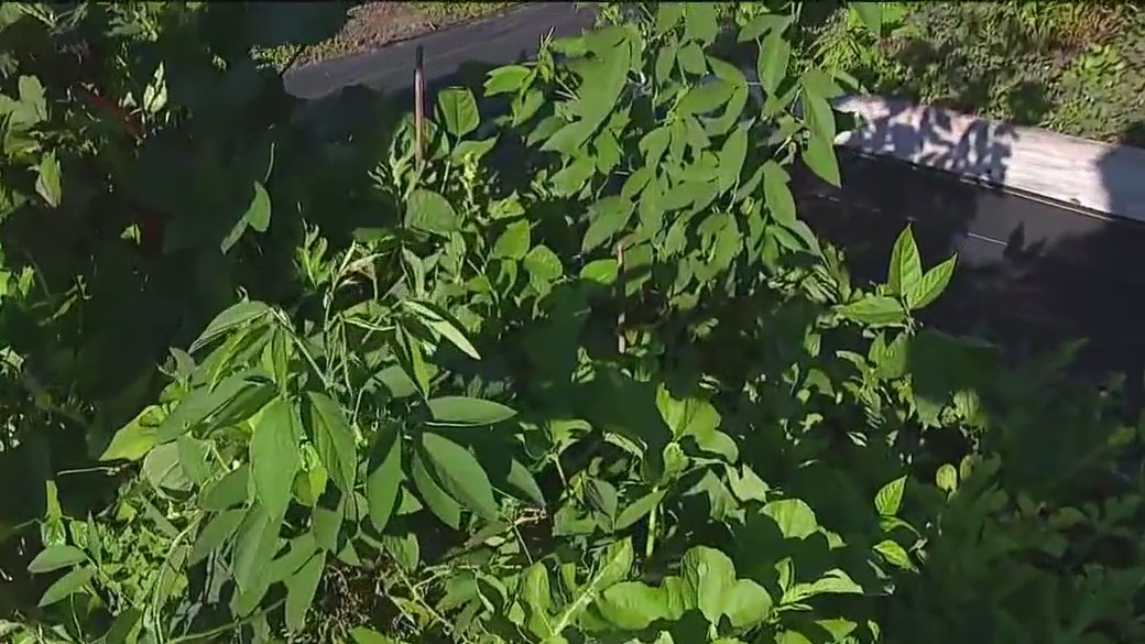 Getting your longer season fall plants started