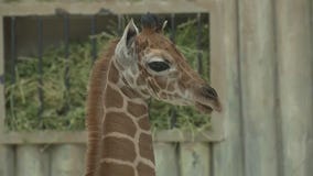 Brookfield Zoo's giraffe calf 'Kinda' to make public debut on Friday