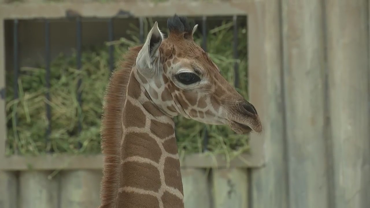 Brookfield Zoo's giraffe calf 'Kinda' to make public debut on Friday