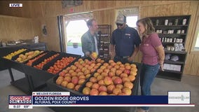 Indoor U-Pick orange grove opening in Polk County