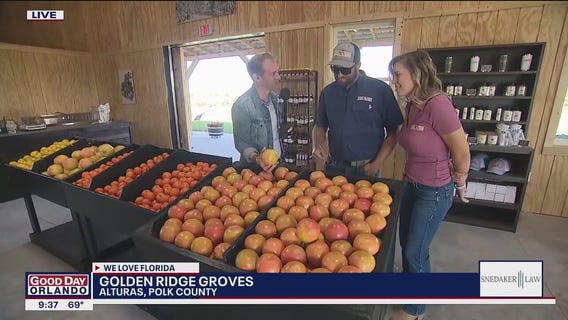Indoor U-Pick orange grove opening in Polk County