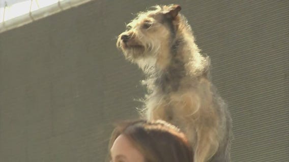 Purina Pro Plan Incredible Dog Challenge kicks off in Huntington Beach