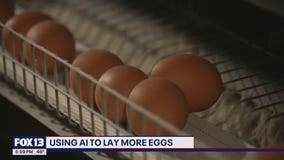 Using AI to lay more eggs