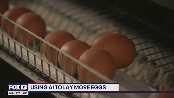 Using AI to lay more eggs