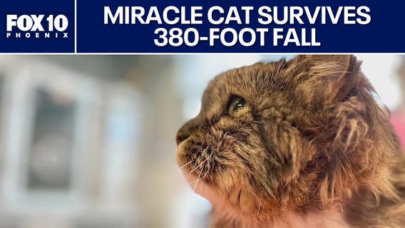 Cat survives after two people fall to their death