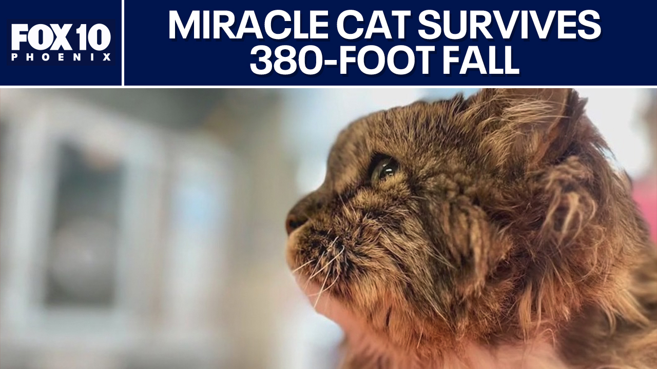 Cat survives after two people fall to their death