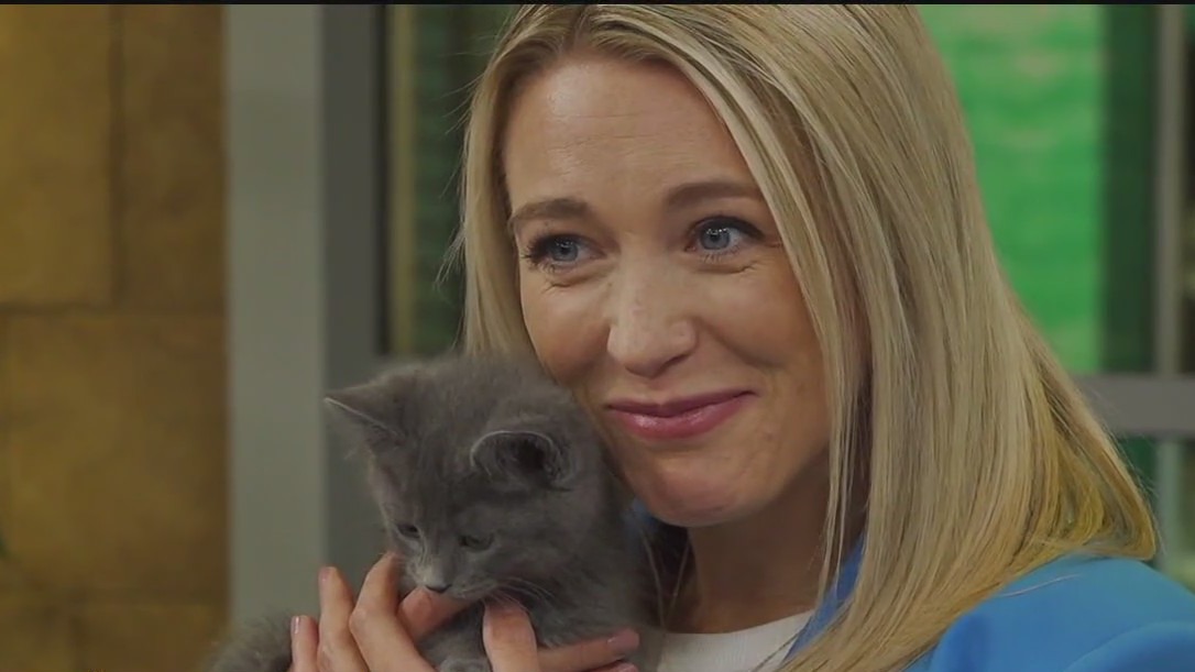 It's 'kitten season' at Animal Humane Society