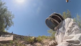 Beehive under control in Peoria neighborhood