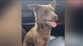 Dog on Dan Ryan: What's next for small pup rescued from Chicago expressway