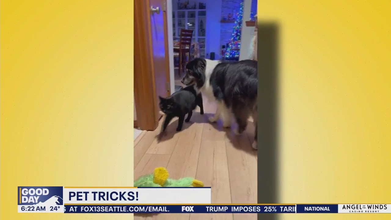 Pet Tricks for Tuesday, February 11