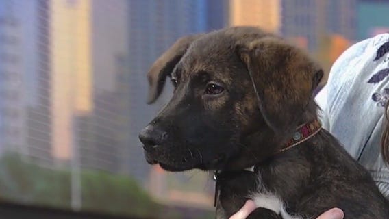 Meet Elijah Craig: Our Pet of the Day