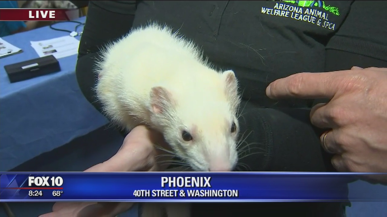 Arizona Animal Welfare League