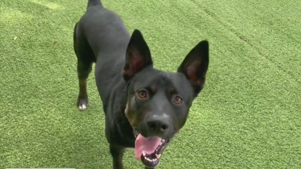 Pet of the Day from Humane Society of NE Ga.