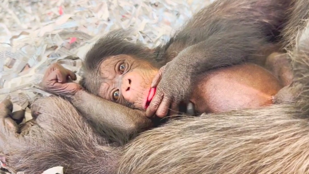 LA Zoo welcomes baby chimpanzees
