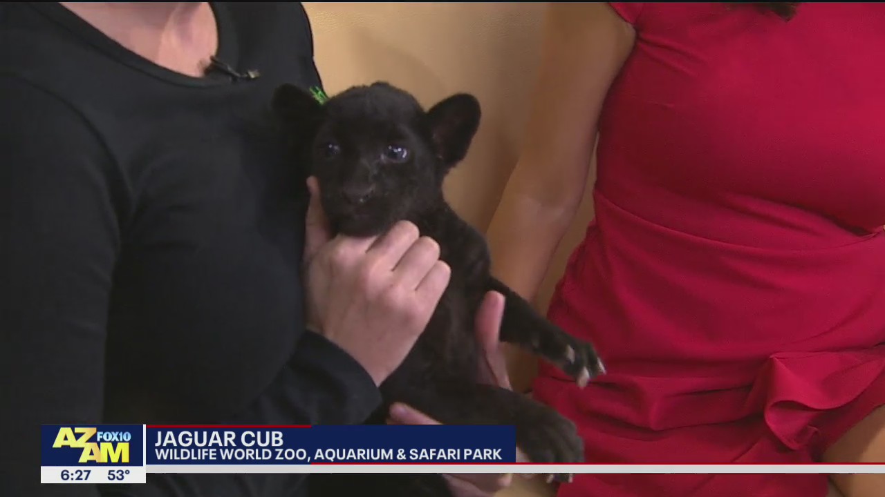 Critter Corner: Onyx the black jaguar cub