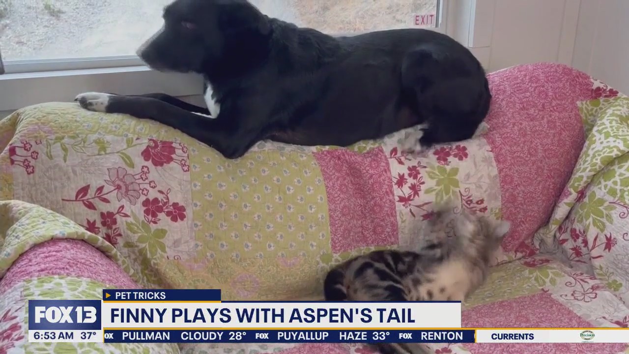 Pet Tricks for Monday, December 1