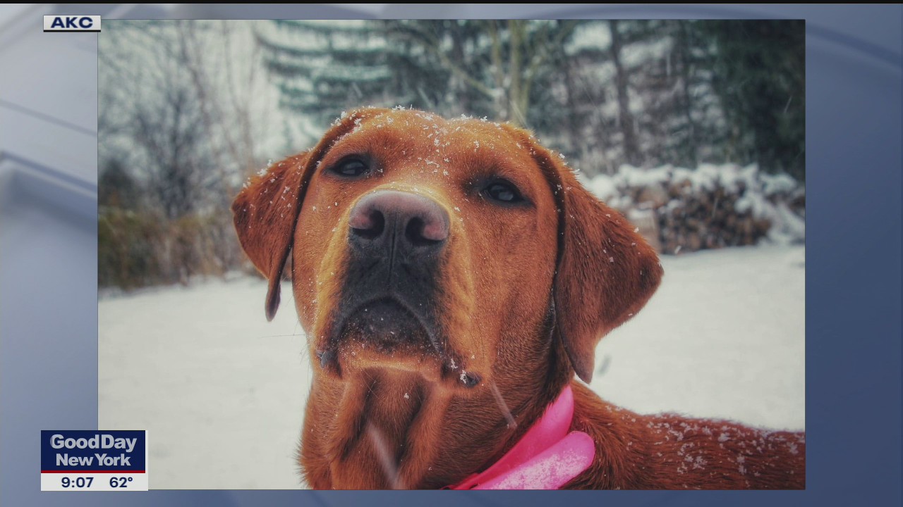 Pup Pals cheer up people in need