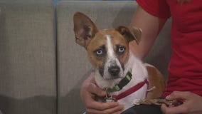 Fireworks safety tips for pets: Collar & ID tags, muffle sound, use treats and more