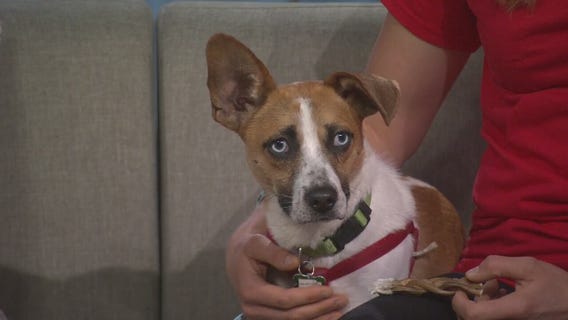 Fireworks safety tips for pets: Collar & ID tags, muffle sound, use treats and more