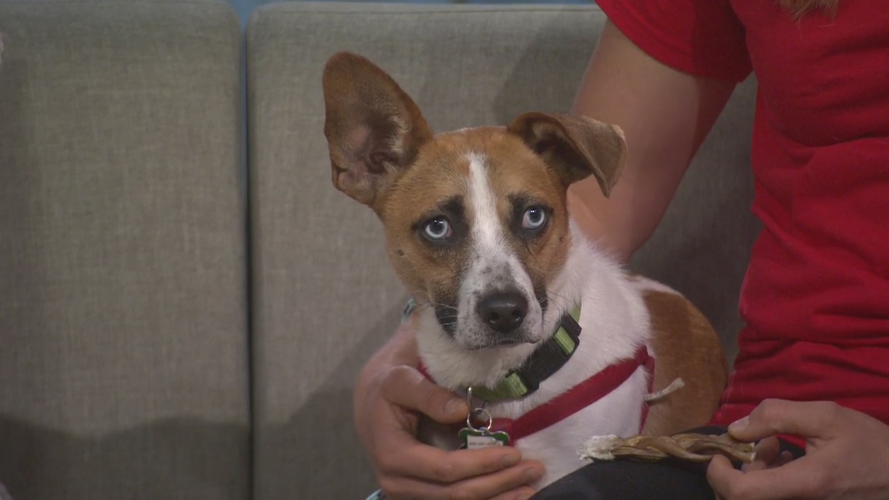 Fireworks safety tips for pets: Collar & ID tags, muffle sound, use treats and more