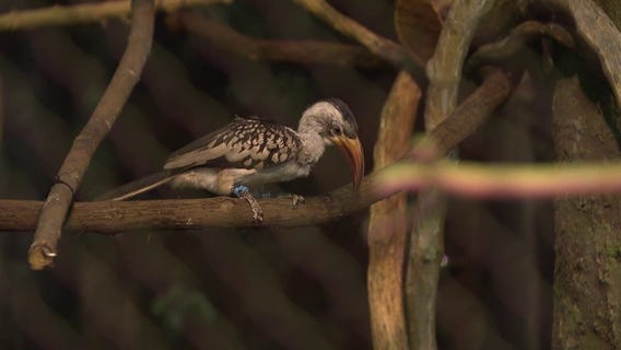 Behind the scenes at Brookfield Zoo Chicago: The African red-billed hornbill