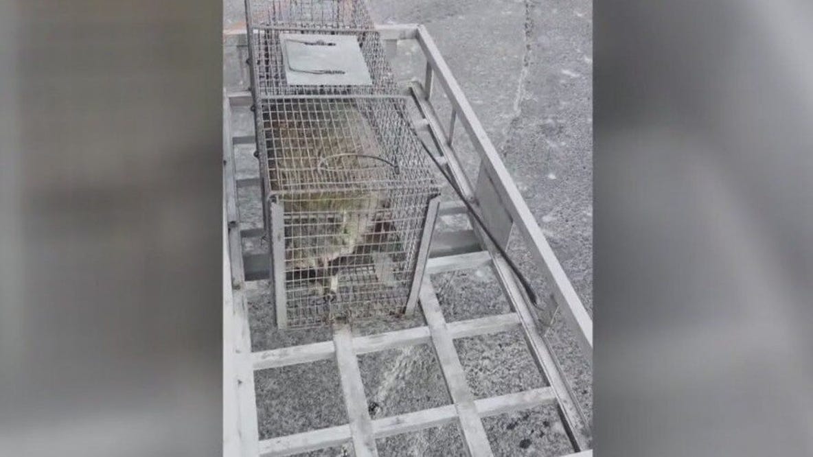 Raccoon falls through ceiling at Grand Geneva restaurant, bites guest