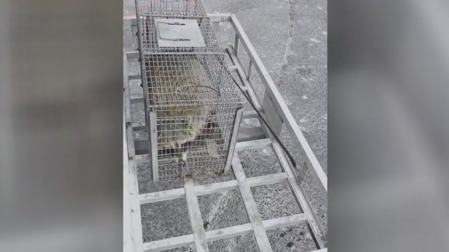 Raccoon falls through ceiling at Grand Geneva restaurant, bites guest