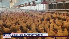 Bird flu spread concerns