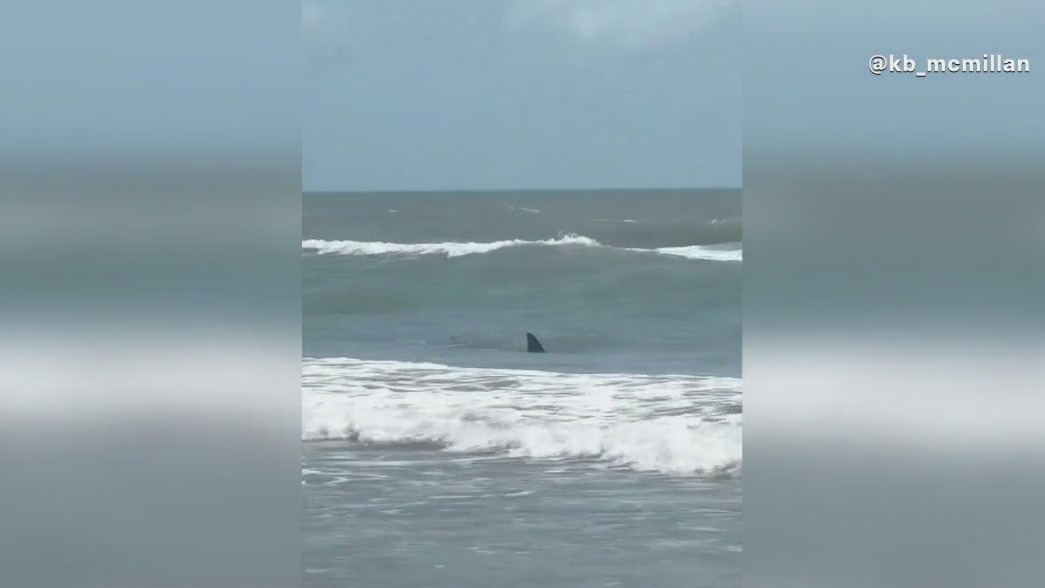 South Padre Island shark attacks injure 4